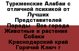 Туркменские Алабаи с отличной психикой от Лучших Представителей Породы - Все города Животные и растения » Собаки   . Краснодарский край,Горячий Ключ г.
